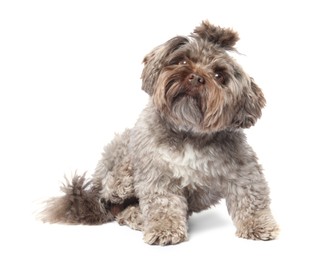 Photo of Cute Maltipoo dog on white background. Lovely pet