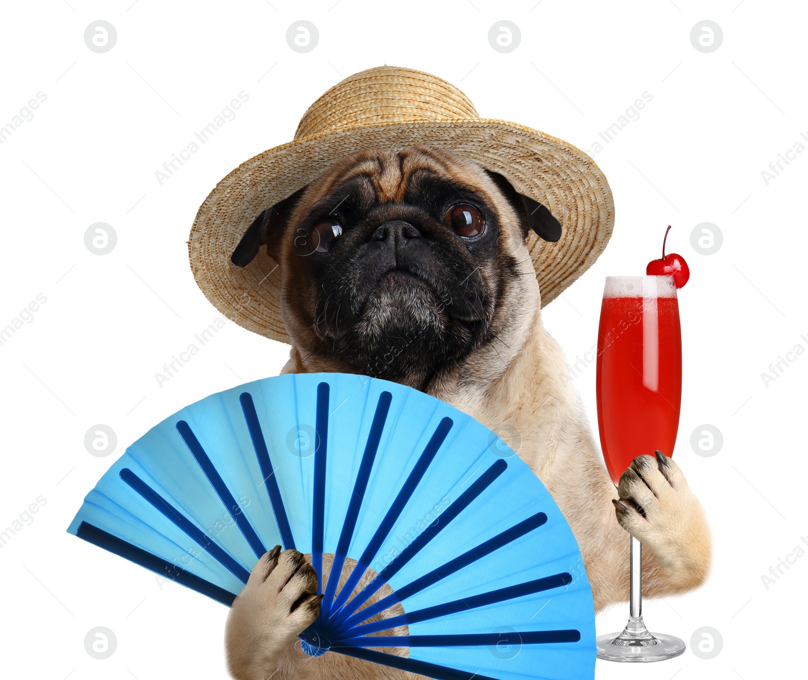 Image of Cute dog in hat with cocktail and fan on white background. Summer party