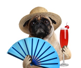 Cute dog in hat with cocktail and fan on white background. Summer party