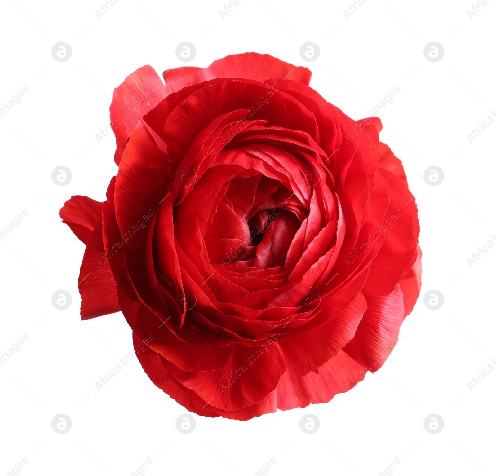 Photo of Beautiful fresh ranunculus flower on white background