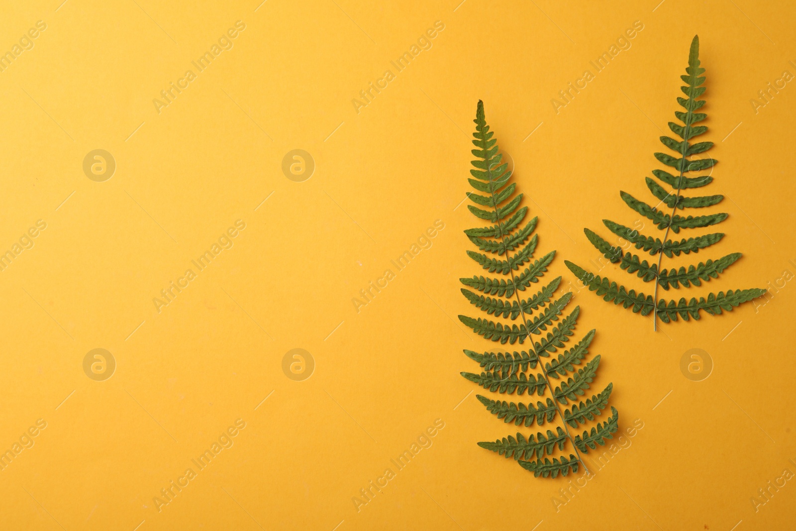 Photo of Pressed dried fern leaves on orange background, flat lay with space for text. Beautiful herbarium