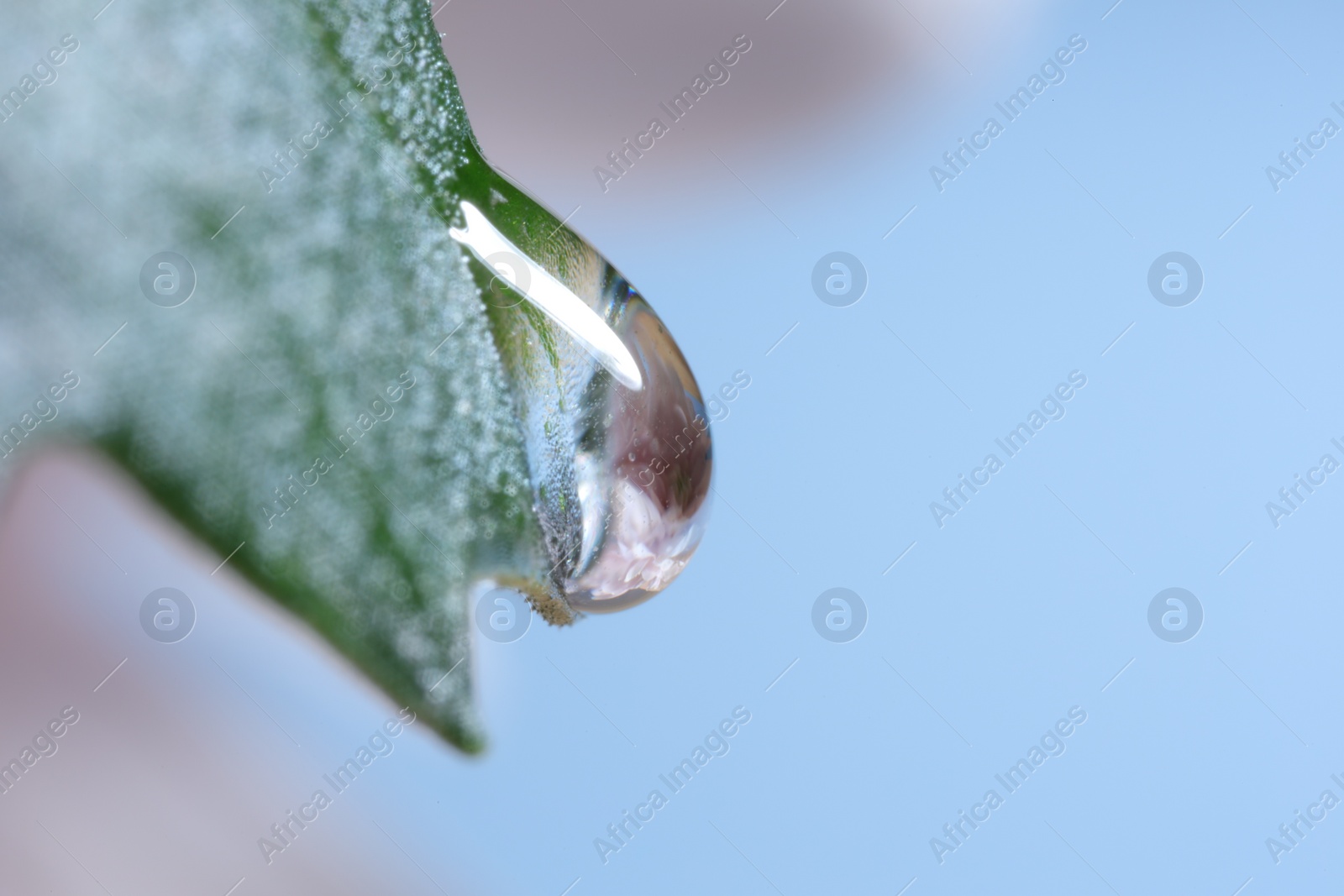 Photo of Macro photo of beautiful flower reflected in water drop on green leaf against blurred background. Space for text