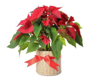 Photo of Red Poinsettia in pot isolated on white. Christmas traditional flower