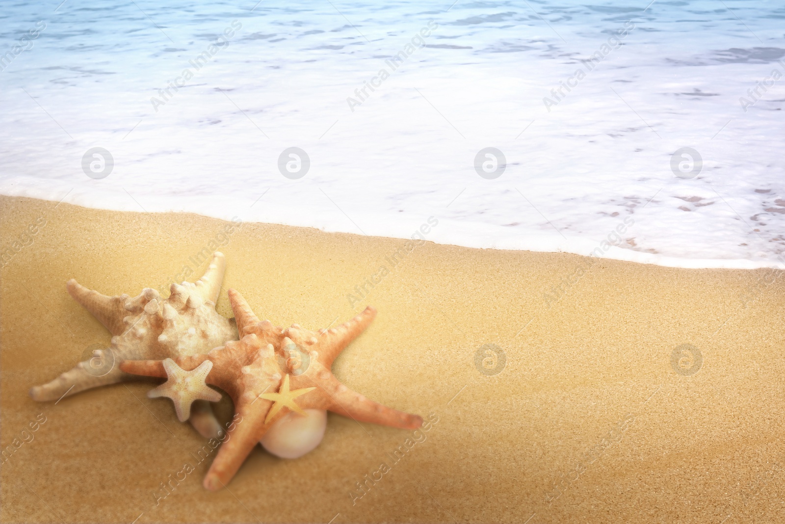 Image of Starfishes on sandy beach near sea, space for text