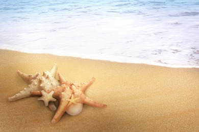 Image of Starfishes on sandy beach near sea, space for text