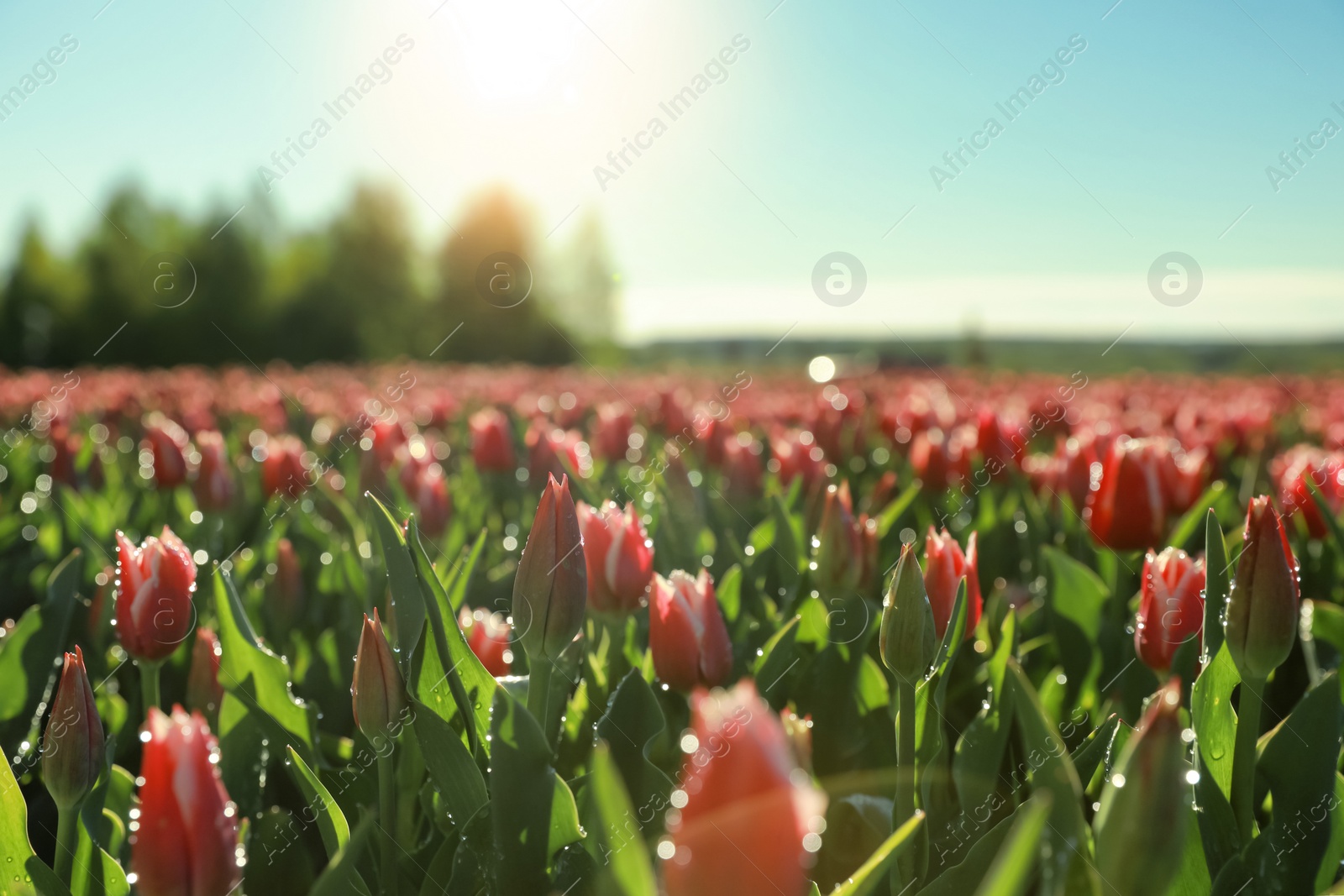 Photo of Blossoming tulips with dew drops in field on spring day