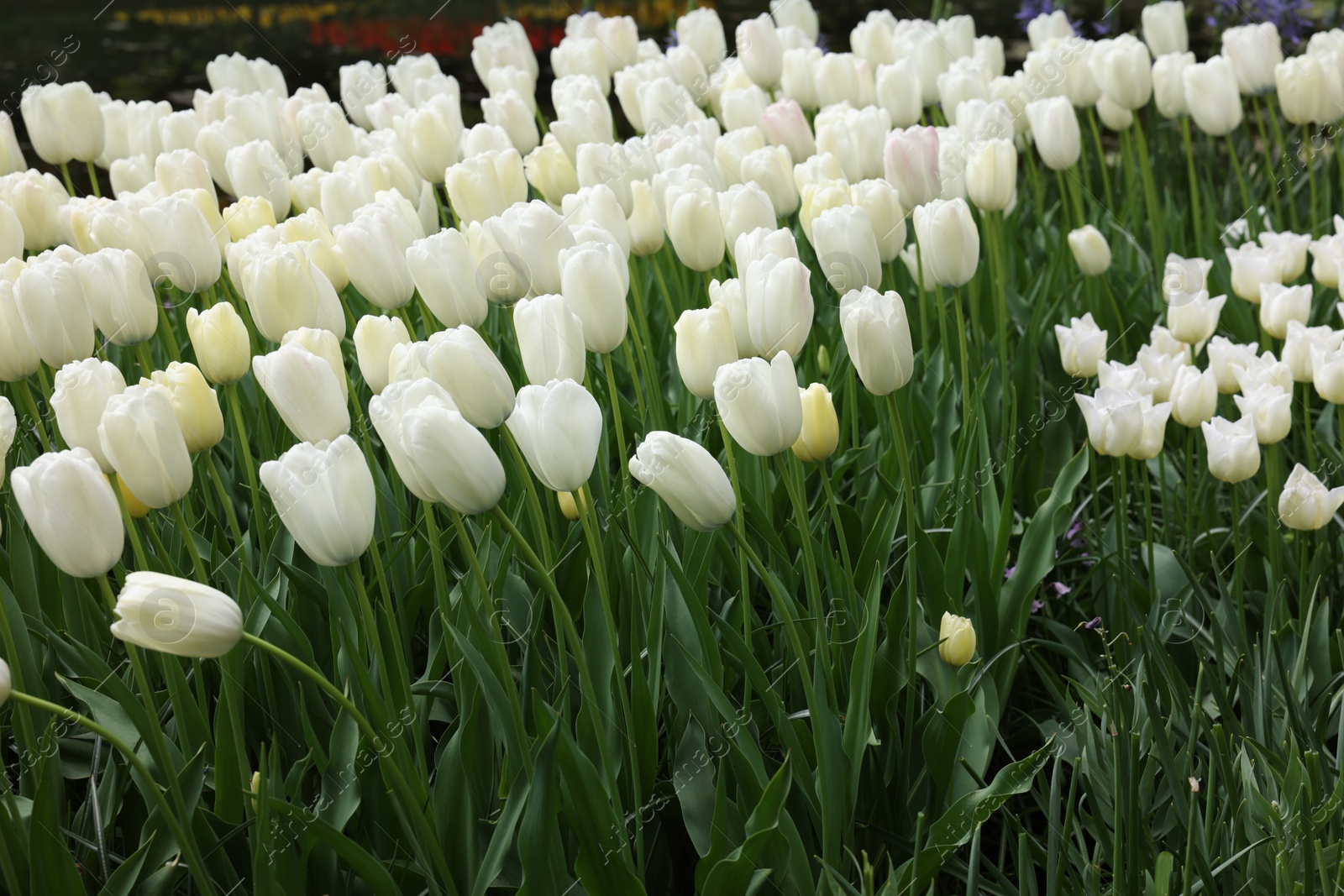 Photo of Many beautiful white tulip flowers growing outdoors. Spring season