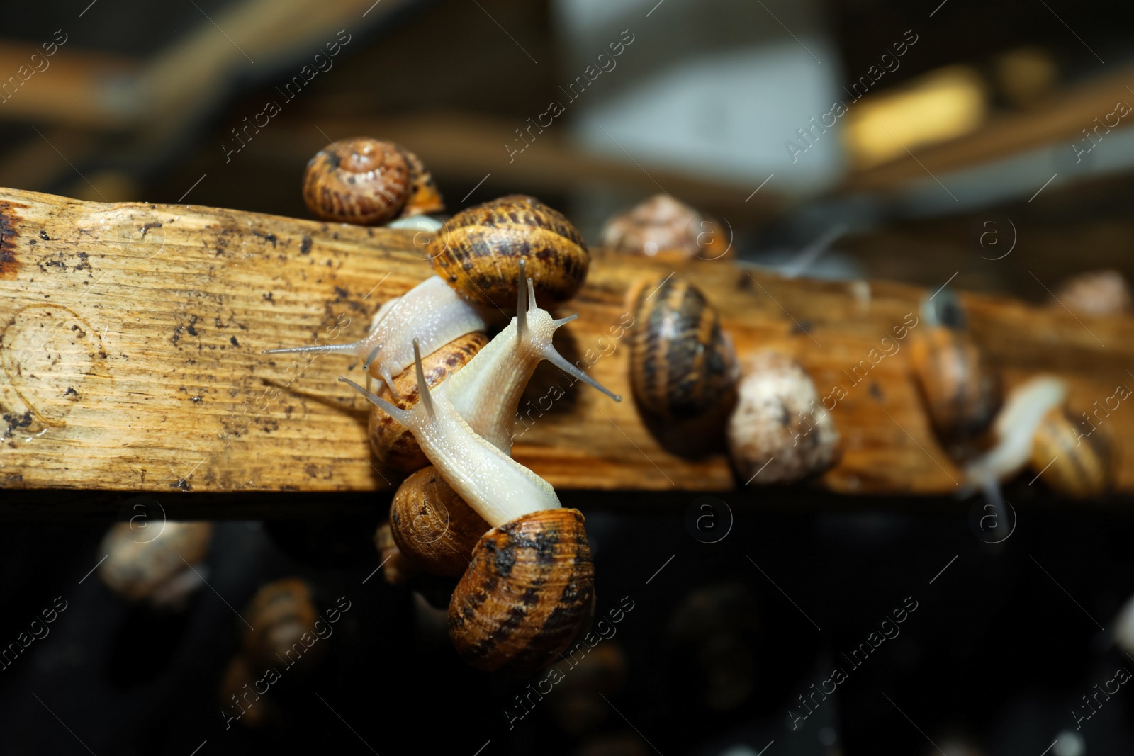 Photo of Many snails crawling on wooden stand indoors, closeup