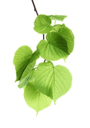 Photo of Branch with green leaves on white background