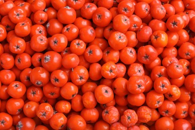 Photo of Top view of many red rowan berries as background, closeup