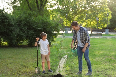 Photo of Dad and son watering tree in park on sunny day