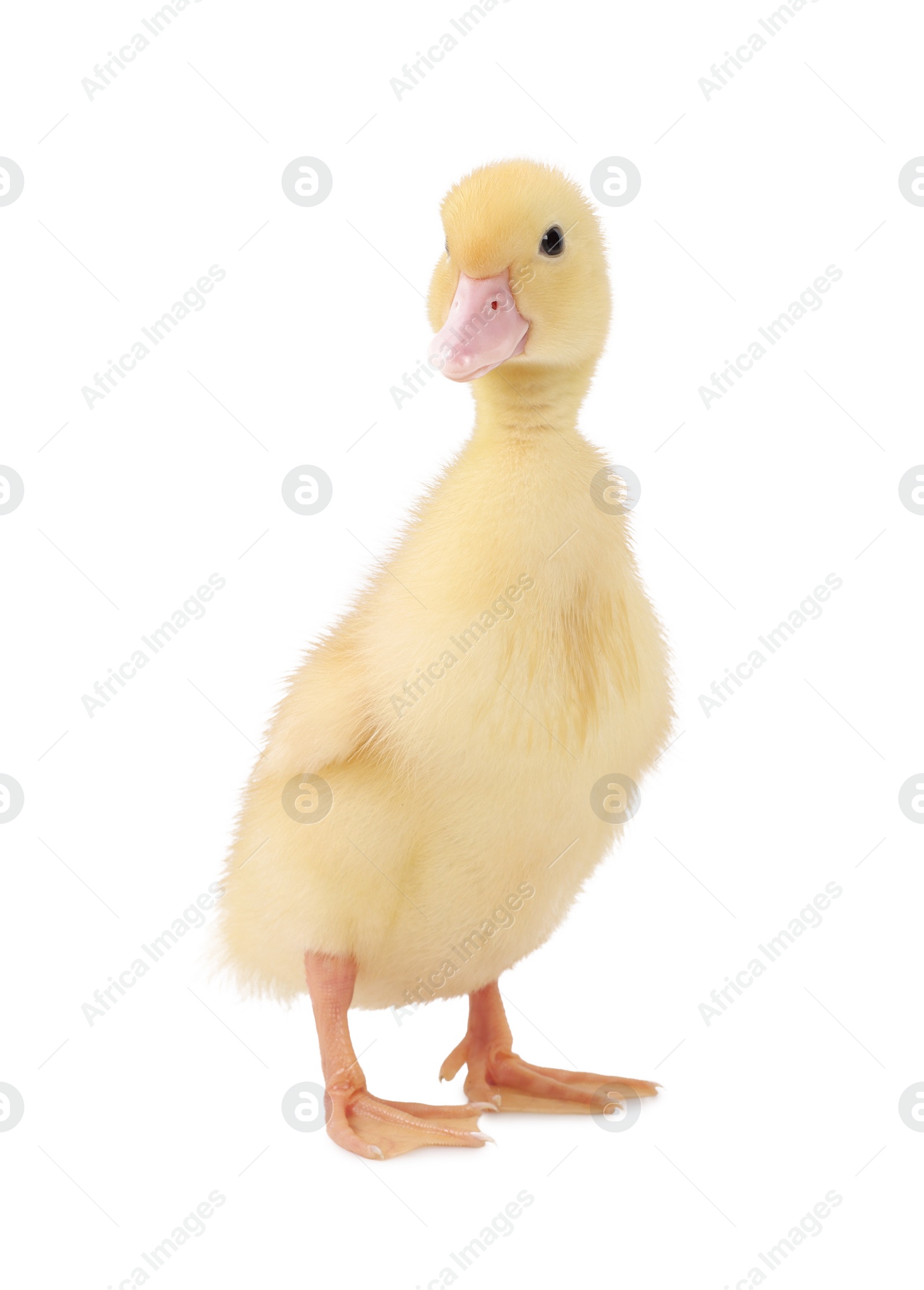 Photo of Baby animal. Cute fluffy duckling on white background