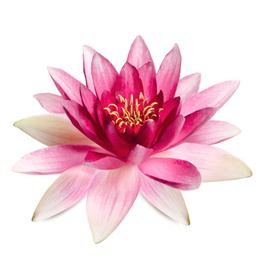 Image of Beautiful blooming lotus flower isolated on white