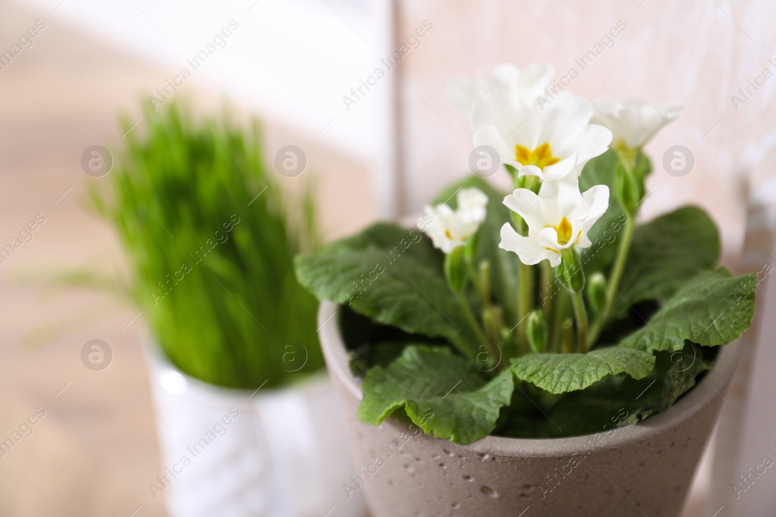 Photo of Beautiful potted flowers indoors, closeup. Easter photo zone element
