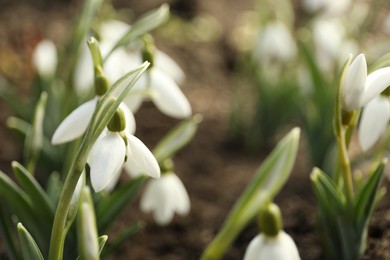 Beautiful snowdrops growing outdoors, closeup. Early spring flowers