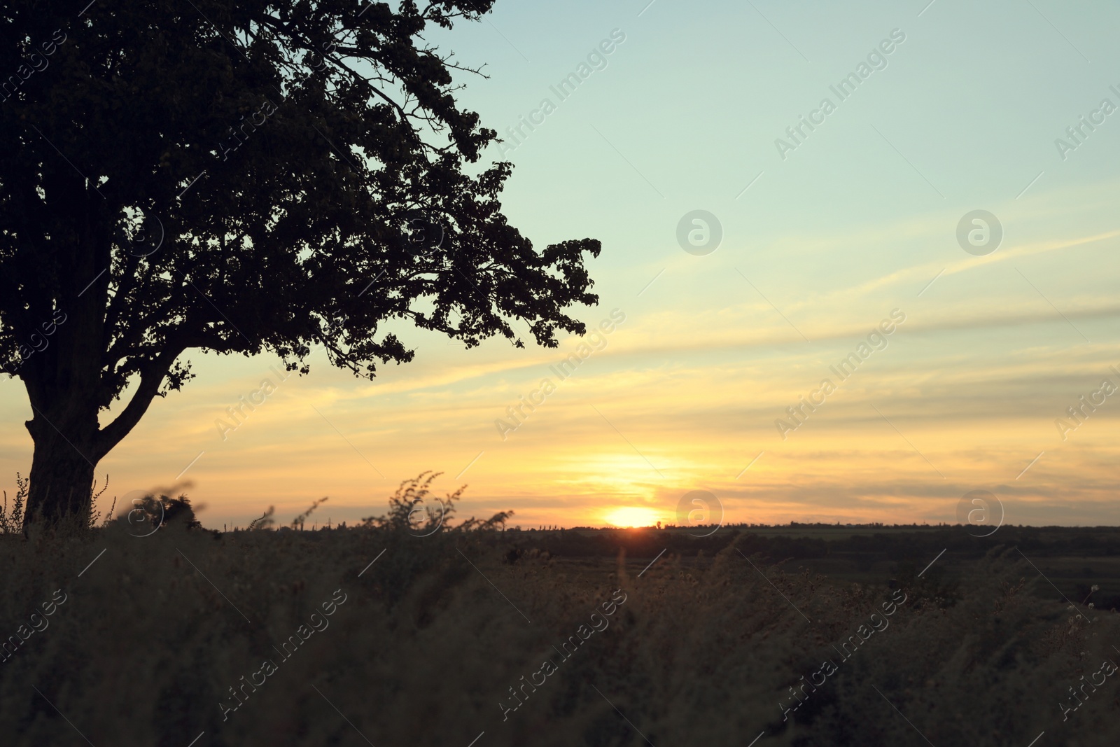 Photo of Beautiful tree in field at sunrise. Early morning landscape