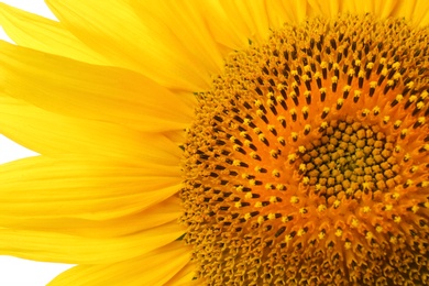 Photo of Beautiful bright yellow sunflower as background, closeup