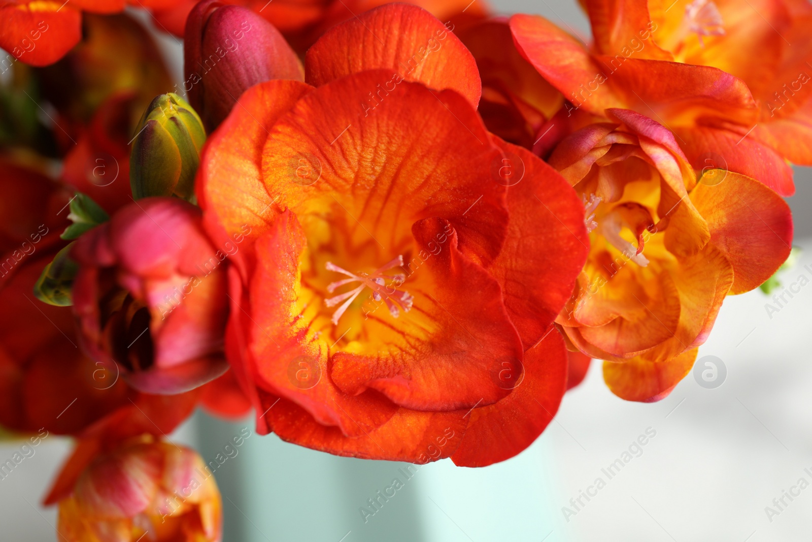 Photo of Beautiful bright spring freesia flowers, closeup