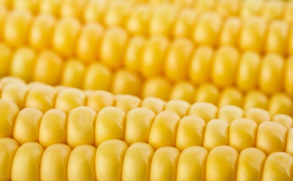 Photo of Ripe raw corn cobs as background, closeup