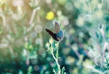 Beautiful Adonis blue butterfly on plant in field, closeup