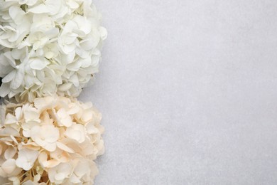 Beautiful pastel hydrangea flowers on light textured background, top view. Space for text