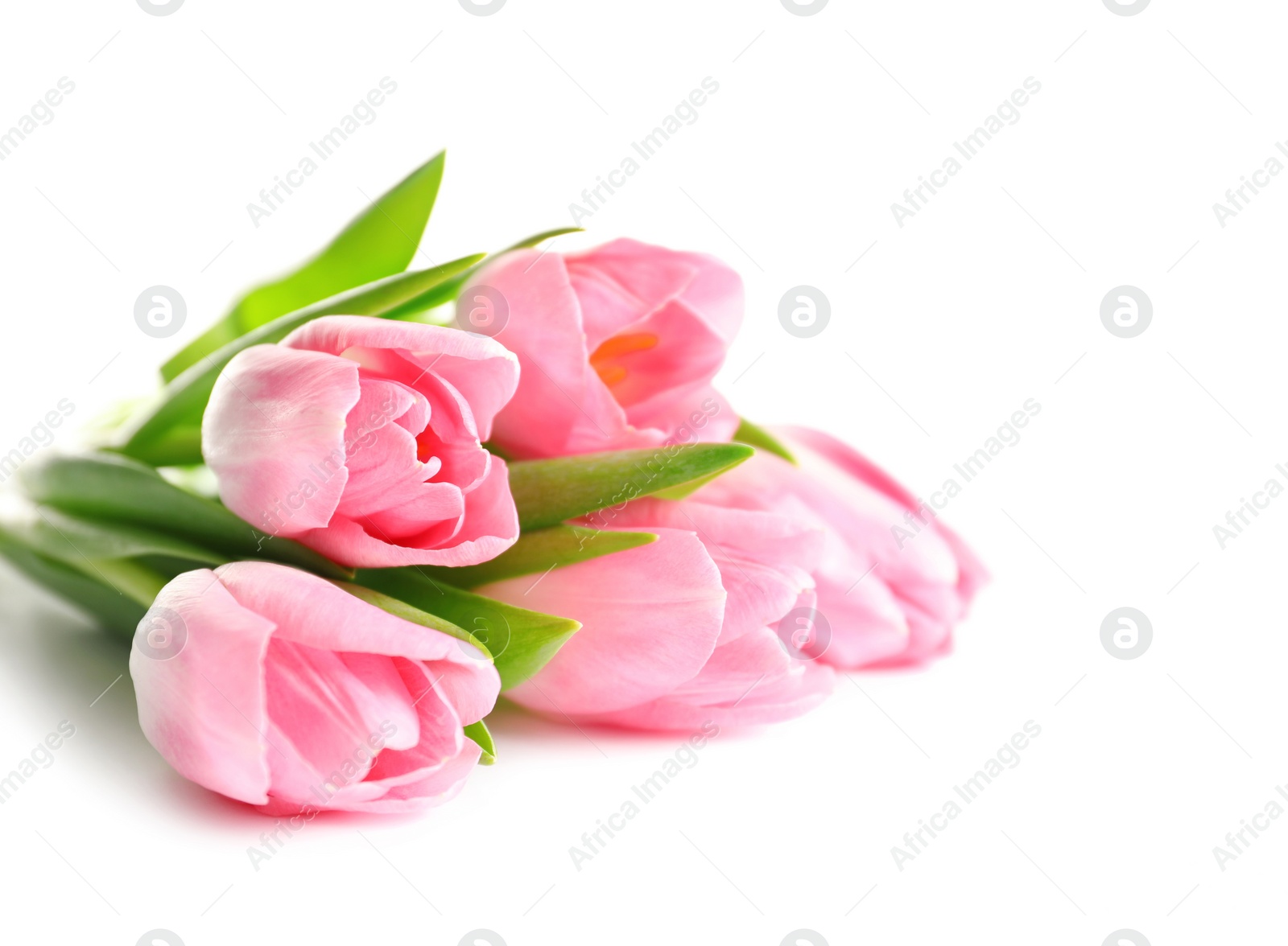 Photo of Beautiful spring tulips on white background. International Women's Day