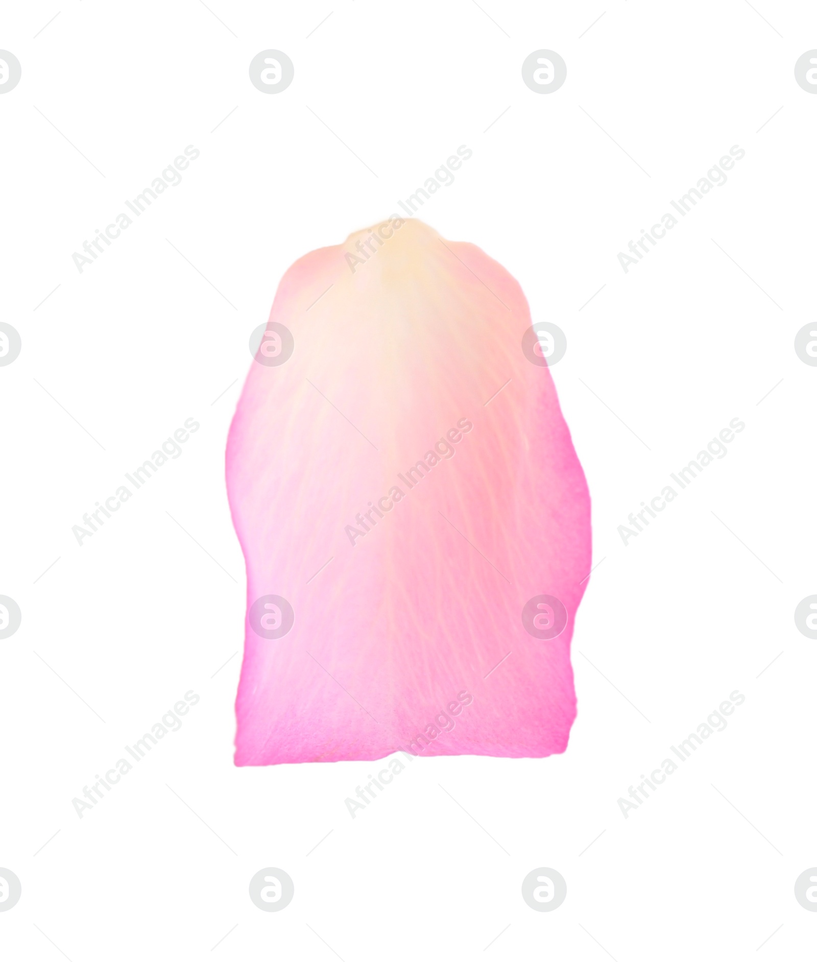 Photo of Tender pink rose petal isolated on white