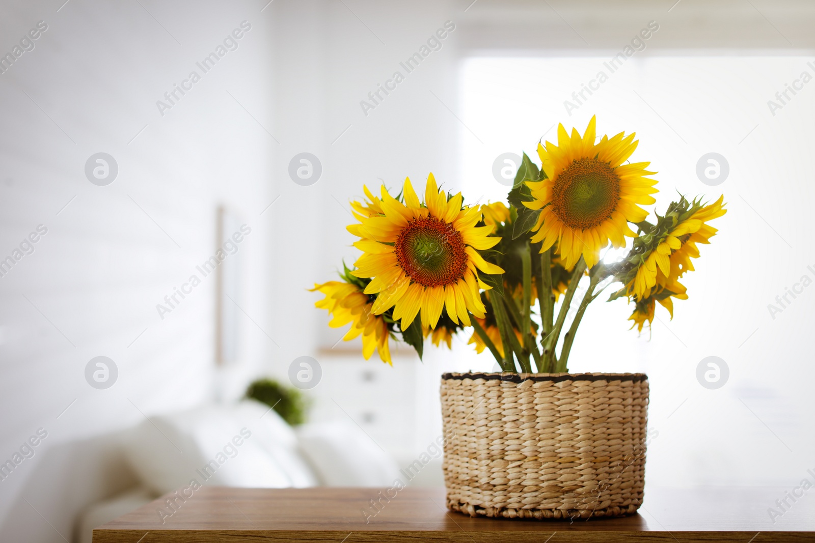 Photo of Beautiful yellow sunflowers on wooden table in room, space for text