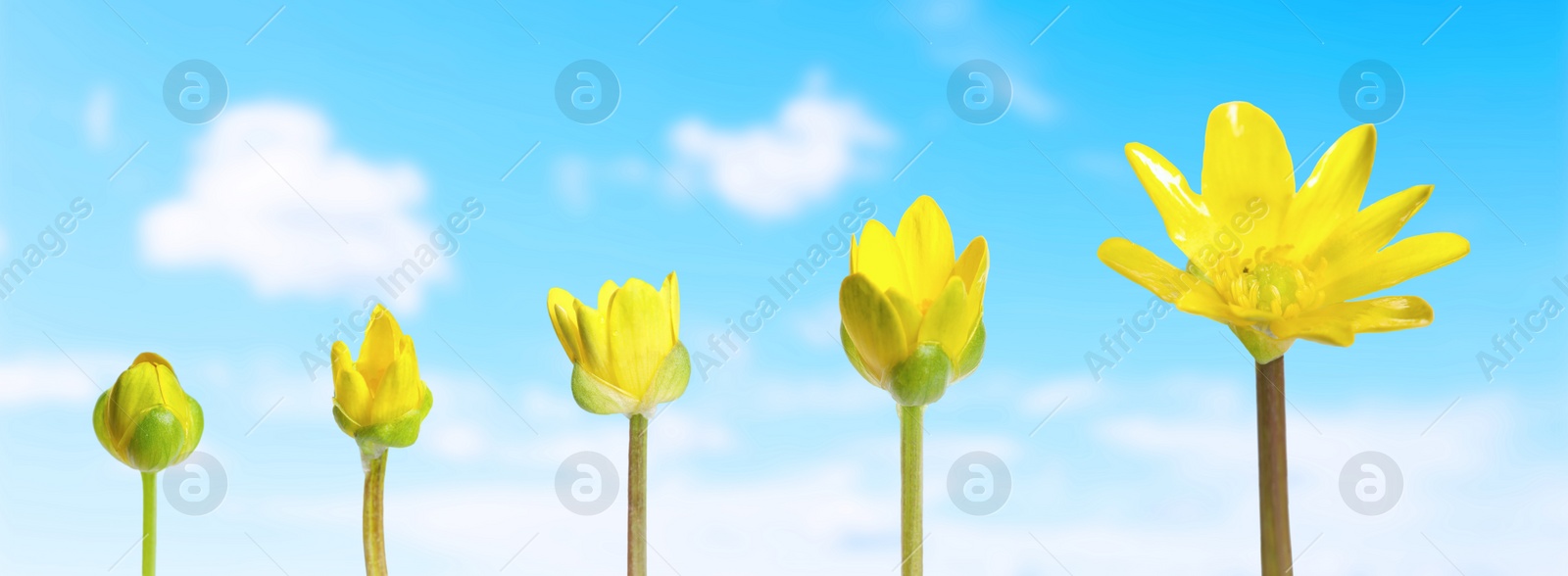 Image of Blooming stages of yellow lesser celandine flower against beautiful sky