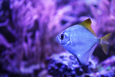 Beautiful silver moony fish in clear aquarium