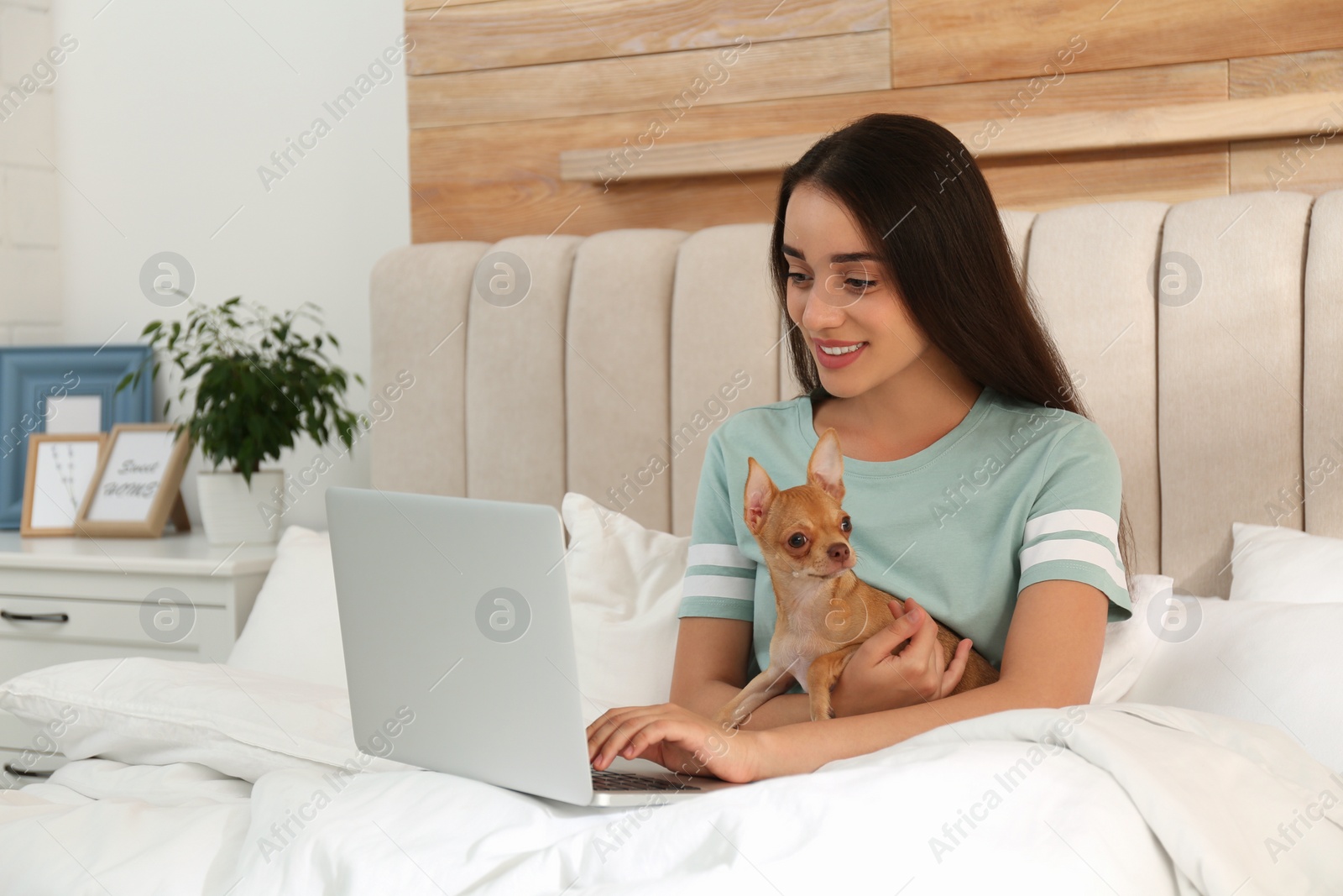 Photo of Young woman with chihuahua and laptop in bed. Home office concept