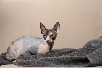 Photo of Cute sphynx cat and blanket on sofa. Friendly pet
