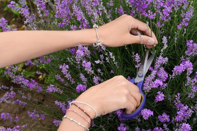 Photo of Woman cutting lavender flowers outdoors, closeup view