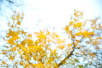 Blurred view of autumn foliage outdoors. Bokeh effect