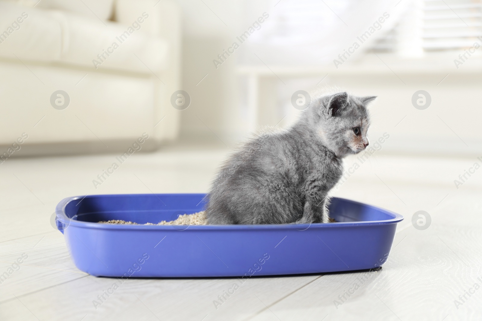 Photo of Cute British Shorthair kitten in litter box at home