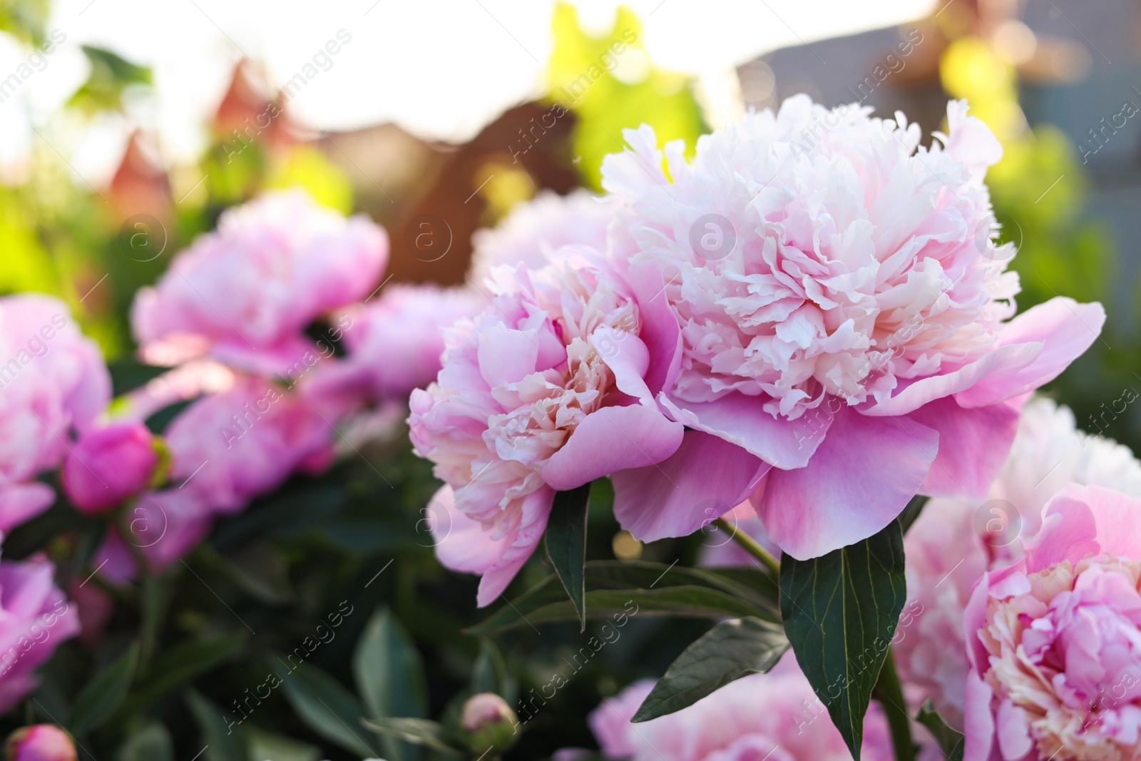 Photo of Blooming peony plant with beautiful pink flowers outdoors, closeup. Space for text