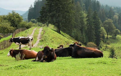 Cows and bulls resting on hill near conifer forest