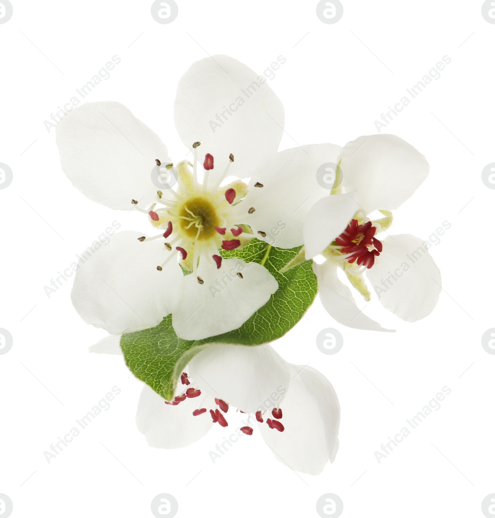 Photo of Beautiful flowers of blossoming pear tree on white background