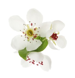 Photo of Beautiful flowers of blossoming pear tree on white background