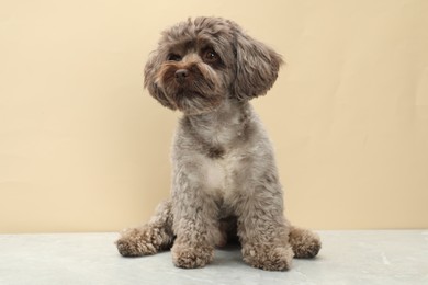 Photo of Cute Maltipoo dog on grey table against beige background. Lovely pet