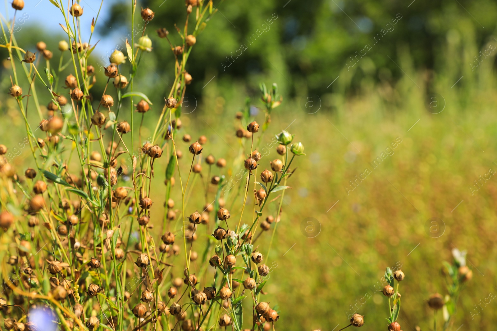 Photo of Beautiful flax plants with dry capsules in field on sunny day, space for text