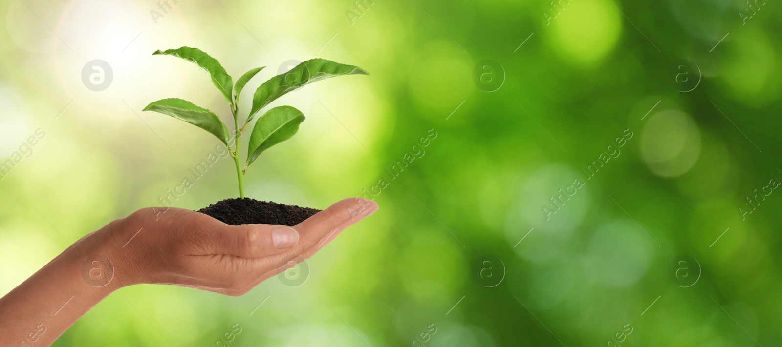 Image of Closeup view of woman holding small plant in soil on blurred background, banner design with space for text. Ecology protection