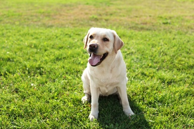 Photo of Cute yellow labrador retriever outdoors on sunny day