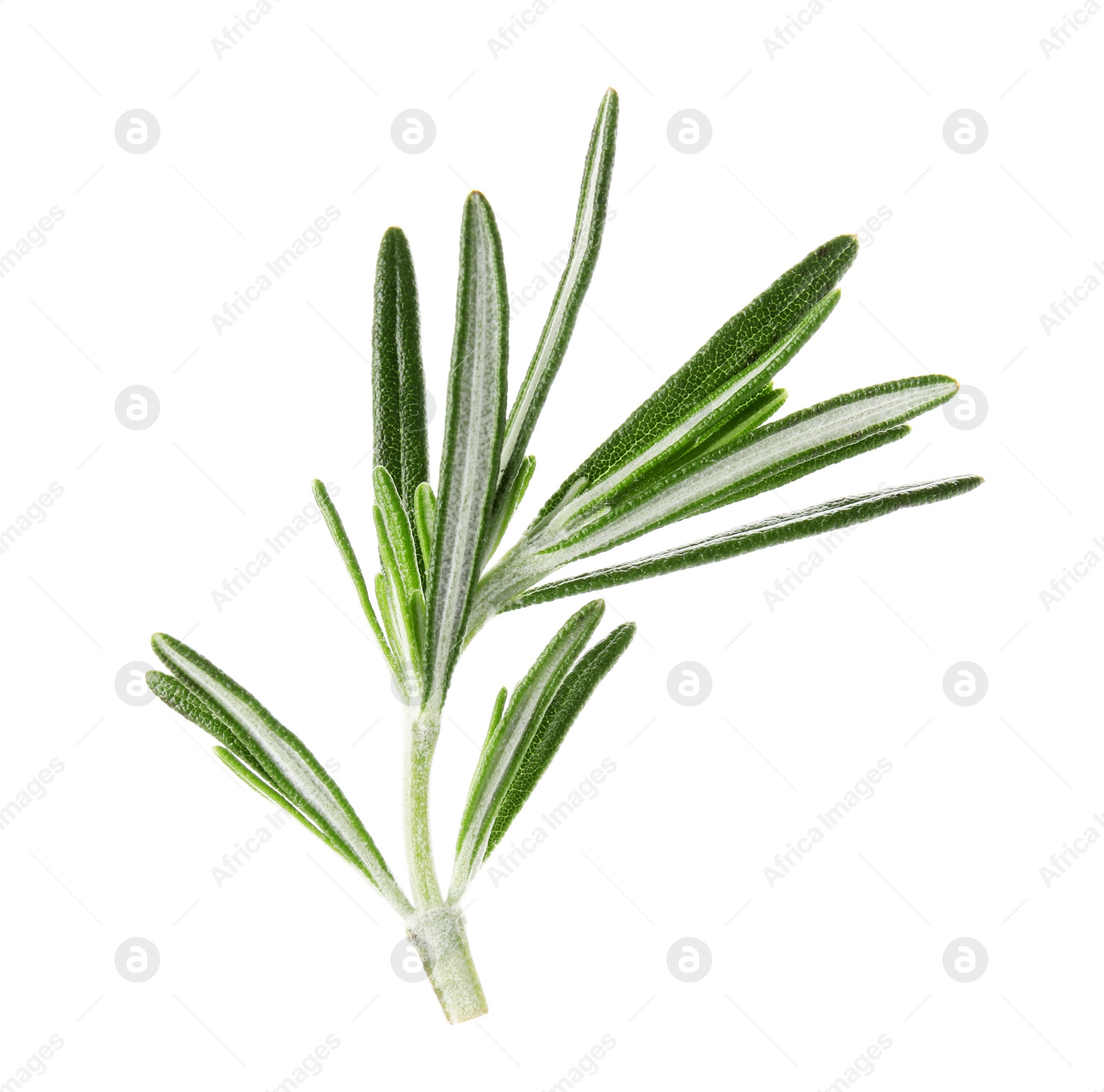 Photo of Fresh green rosemary leaves on white background