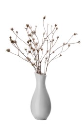 Photo of Beautiful plant in ceramic vase on white background