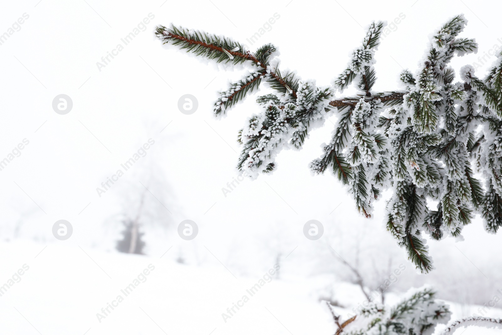 Photo of Fir branches covered with snow on winter day, closeup. Space for text