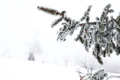 Fir branches covered with snow on winter day, closeup. Space for text