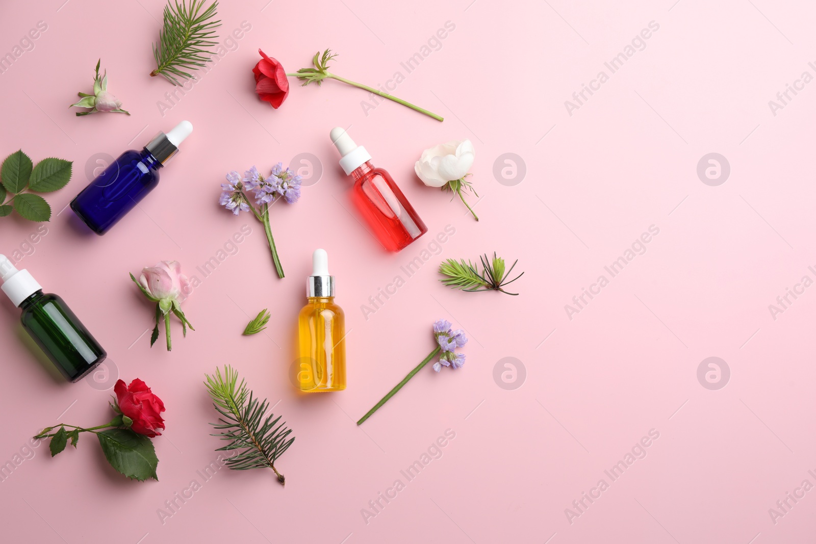 Photo of Aromatherapy. Different essential oils, flowers and fir twigs on pink background, flat lay. Space for text