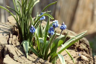 Photo of Beautiful muscari flowers growing in stump outdoors on sunny spring day