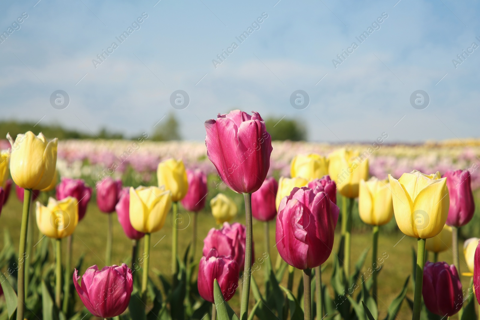 Photo of Beautiful colorful tulip flowers growing in field on sunny day, closeup